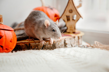 Halloween. Rats and  pumpkin. Rat and pumpkin for halloween