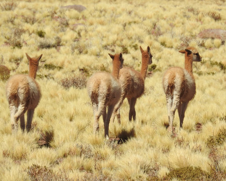 Eine Vikunja Familie in der Hochebene von Chile