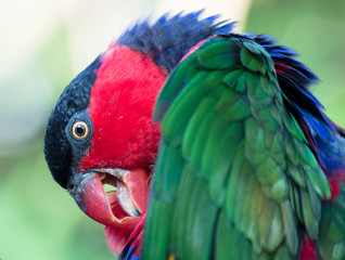 Close up de papagaio colorido 