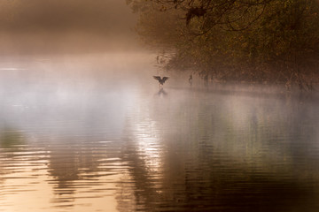 Obraz na płótnie Canvas duck docks at the river