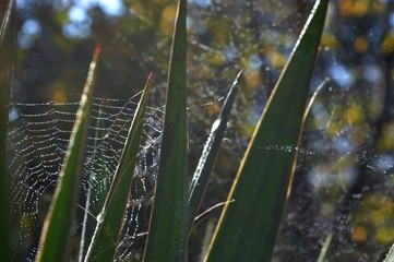 spider webs and rain drops on the green leaves of the plant