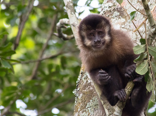 Macaco-prego na árvore sorrindo