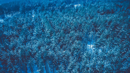 Beautiful winter forest. Top view from drone. Toned.