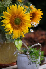 Obraz premium Sonnenblumen