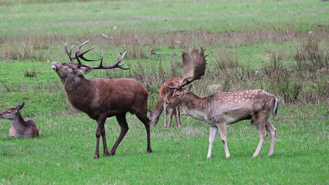 Red deer male and a fallow buck standing  on the meadow, mating season, autumn, germany, (cervus elaphus)