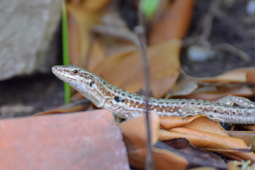 Lizard close-up in Toarmina, Sicily Italy