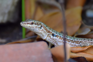 Lizard close-up in Toarmina, Sicily Italy