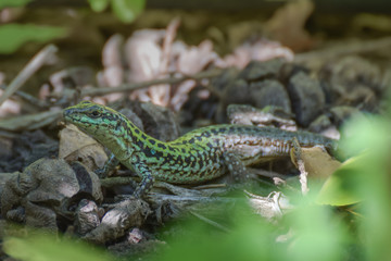 Lizard close-up in Toarmina, Sicily Italy