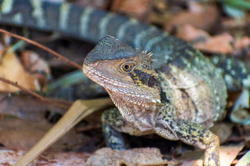 frilled neck lizard portrait