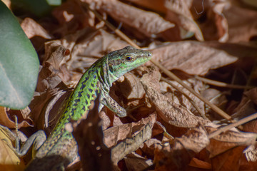 Lizard close-up in Toarmina, Sicily Italy