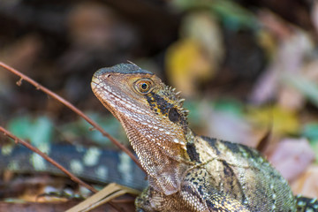 frilled neck lizard portrait