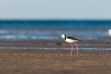 black winged stilt on the beach