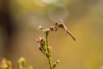 dragonfly on flower