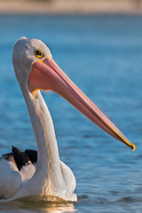 pelican portrait