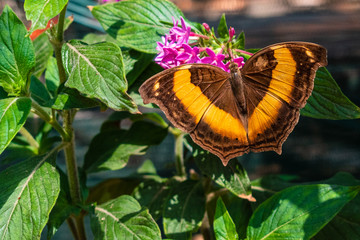 butterfly on flower