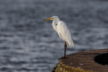 egret on the river