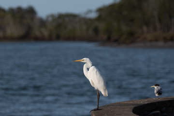 egret on the river