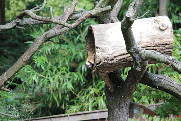 Avifauna Nederland Park. Themed bird zoo.