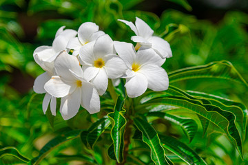 white flowers on green background