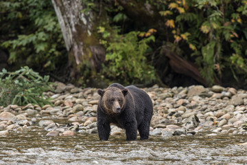 Bären in Canada jagen Lachse