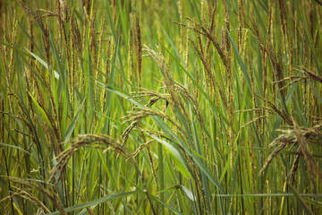 close up of yellow green rice field
