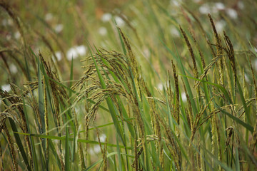 close up of yellow green rice field