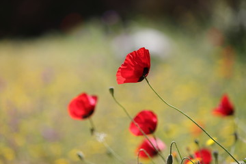 Obraz premium Mohnblumen