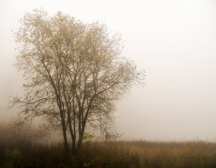 Obraz na płótnie Canvas Fog over lake. Tree silhouette in mist. Tranquil background ideal inspirational message. Sad, melancholic image. Autumn.