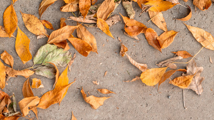 fallen colorful leaves in the fall on concrete. Background with copy space
