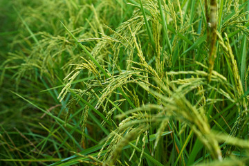 Fototapeta na wymiar close up of yellow green rice field