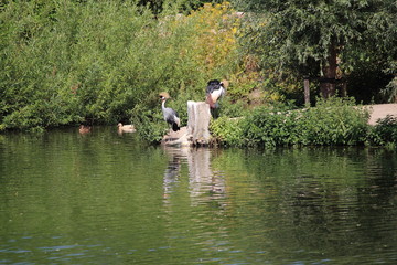 Avifauna Nederland Park. Themed bird zoo.