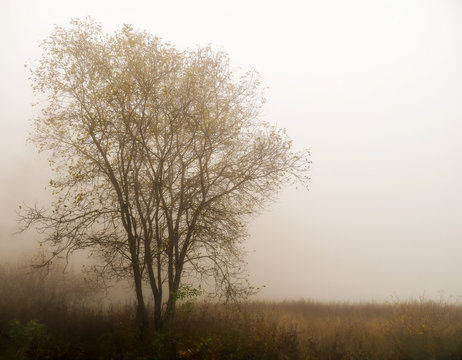 Fog over lake. Tree silhouette in mist. Tranquil background ideal inspirational message. Sad, melancholic image. Autumn.