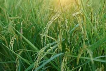 close up of yellow green rice field