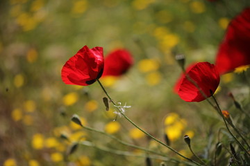 Mohnblumen