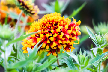 Beautiful Flourish Landscape of Miracle Garden with over 45 million flowers on a sunny day, Flower Garden in Dubai, UAE