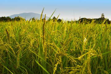 close up of yellow green rice field