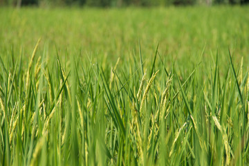 close up of yellow green rice field