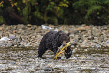 Bären in Kanada jagen Lachse