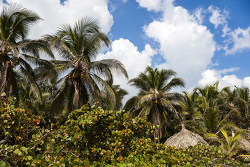 Fototapeta na wymiar Sunshade on the tropical beach at Tayrona, Colombia