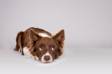 Red and white border collie dog lying on grey background