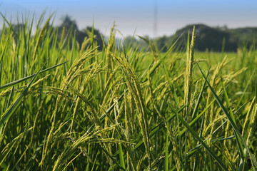 close up of yellow green rice field