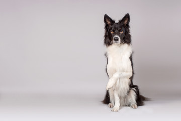 Black and white border collie dog holds leg on grey background