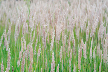Texture of lush pastel-colored panicles against the green grass of the lawn. Texture, background