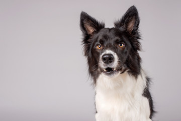 Barking black and white border collie dog on grey background