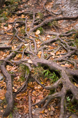 Tree roots with fallen autumn leaves