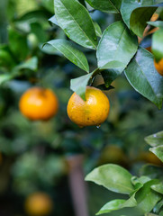 Orange tree.