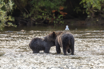 Bären in Canada jagen Lachse