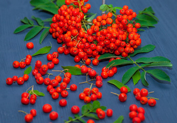 Fototapeta premium A branch of red mountain ash on a dark wooden background