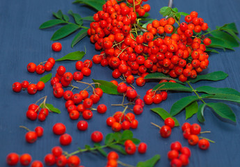 Fototapeta premium A branch of red mountain ash on a dark wooden background