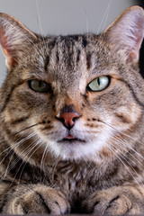 Portrait of shorthair grey cat with big wide face on Isolated Black background.